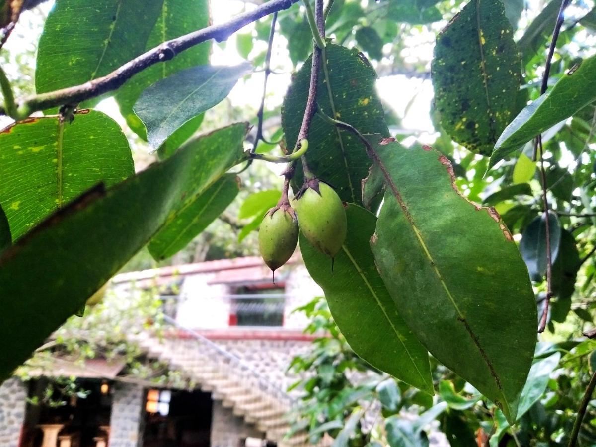 Wildernest Bed & Breakfast Thekkady Eksteriør bilde